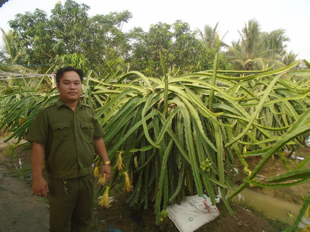 Anh Trần Duy Thịnh bên vườn thanh long