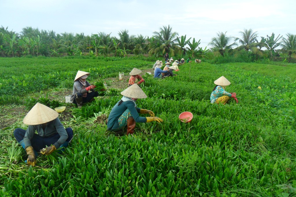 Thu hoạch rau ở xã Tam Hiệp