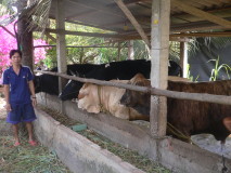Khá lên nhờ nghề chăn nuôi.