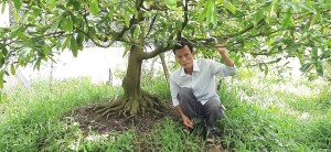 Anh Ngoan đang chăm sóc vườn mai