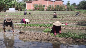 Nông dân làm đất, xuống giống rau màu phục vụ Tết Nguyên đán Ất Tỵ 2025