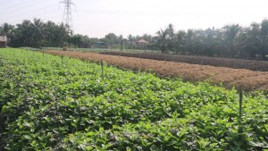 Cánh đồng trồng rau phục vụ Tết Ất Tỵ 2025 của nông dân xã Tam Hiệp